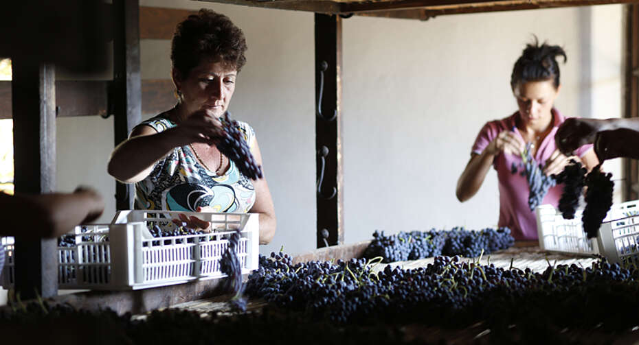 Italien, Weingut Bertani, zwei Frauen nach der Traubenlese bei der Arbeit,