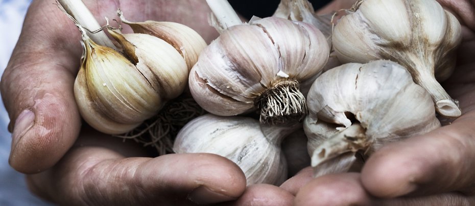 Frisch geernteter Knoblauch aus dem Friaul 