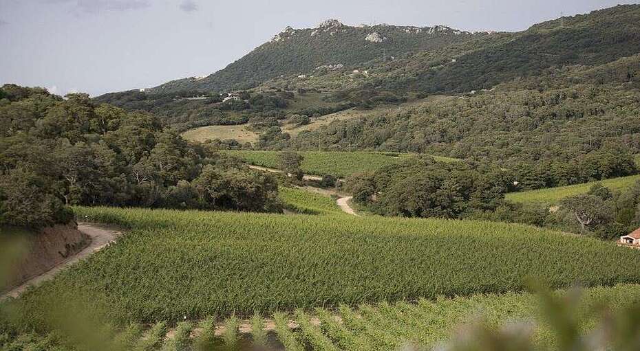 Wein-Italien-Sardinien-Weinberge in den Hügeln der Weininsel