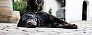 Italien, Südtirol, ein Hund schläft auf dem gepflasterten Hof eines Weinguts