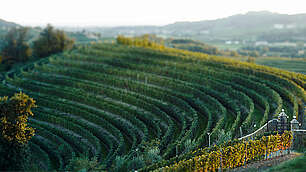 Italy, the regions, the wine areas, of producers, food, landscape, monuments