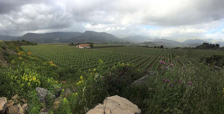 Panorama der Weinberge am Etna von Randazzo mit Blick auf die nicht vulkanischen Berge im Norden, junge Weinberge dank der Wiederbelebung der Weinkultur am Et