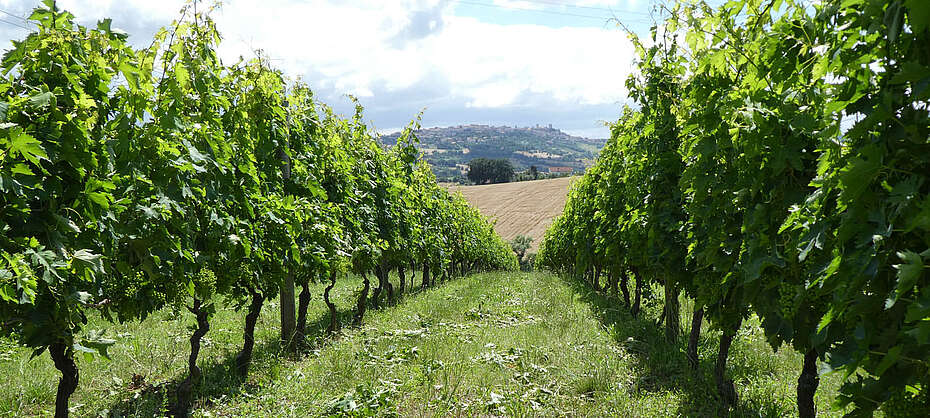 Wein-Italien-Marken-Abruzzen- Weingutsimpressionen des Weingutes Umani Ronchi in der Nähe von Ancona mit Verdicchio und Montepulciano