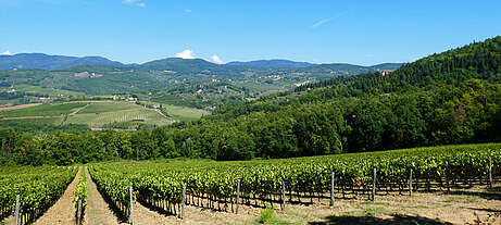 Wein-Italien-Toskana-Rufina- Weinberge der Fattoria Lavacchio nahe Florenz