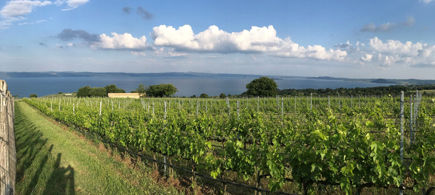 Wein-Italien-Weinberge am Bolsena-See-Villa Caviciana