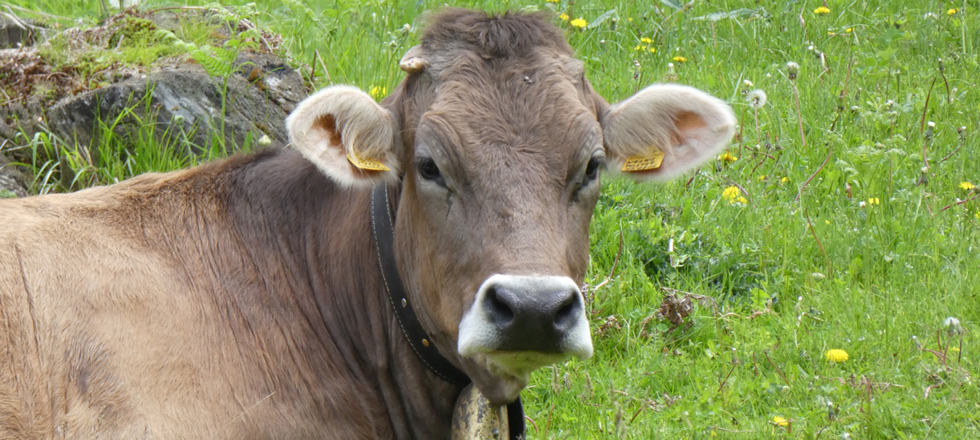 italien-Suedtirol-Wein-Kuh auf den Almwiesen bei Jenesien in der Nahaufnahme