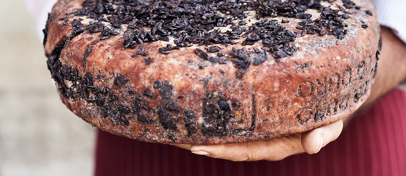 Piemont Rohmilchkäse aus Kuhmilch, der im Traubentrester der Sorte Nebbiolo gereift wurde. Käsemeinster hält großen Leib in seiner Hand in Neive im Barbaresco-Gebiet, Italien
